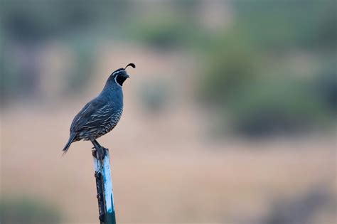 Quail Photos, Download The BEST Free Quail Stock Photos & HD Images
