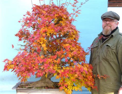 Japanese Maple Bonsai Pruning Video - New! - Graham Potter | Kaizen Bonsai Blog