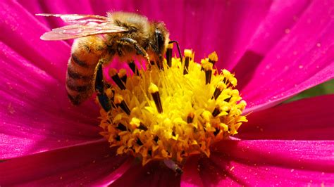 How to get rid of bees, from prevention to removal