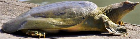 Image result for Turtle Color