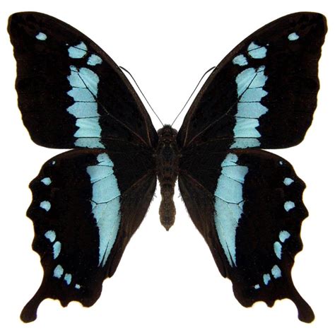 BicBugs Papilio oribazus swallowtail blue black butterfly Madagascar ...