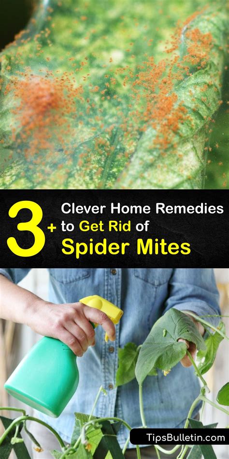 How to Kill Spider Mites 的图像结果