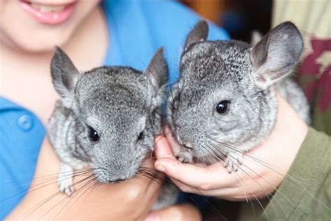 What Is A Male Chinchilla Called