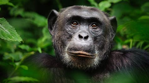 Lifespan Of Chimpanzee
