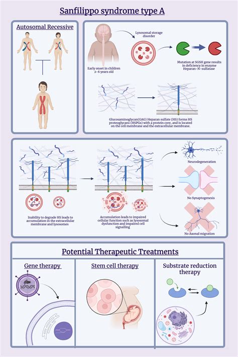 Sanfilippo Syndrome type A | BioRender Science Templates