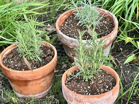 How to Grow Herbs in Containers - Planters Place