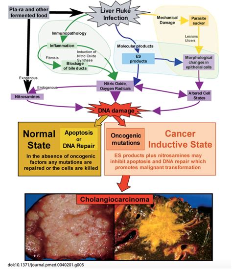 Decades later, Vietnam vets may be silently fighting cancer-causing ...