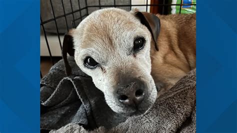 Dog missing for 7 years found in South Carolina 1,700 miles away | 11alive.com