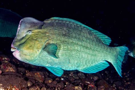 32 Types of Fish With Big Foreheads