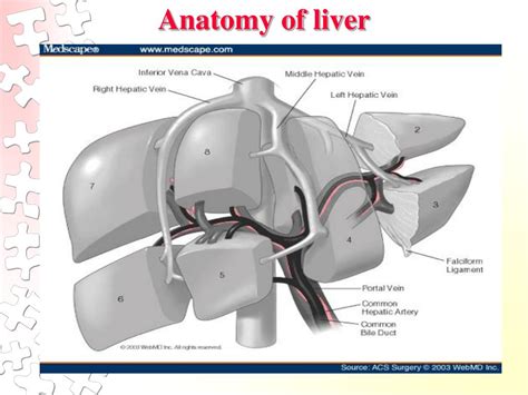 Image result for Liver Organ Function