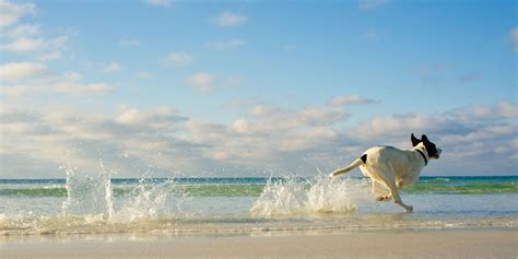 Image result for How Fast Can Dogs Run