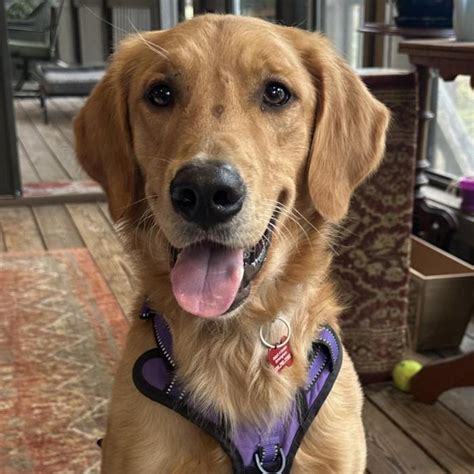 Home Page - Adopt a Golden Birmingham