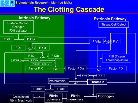 Image result for Complement Kinin Systems