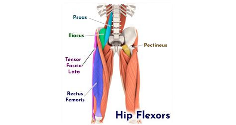 Hip Flexor Muscles Anatomy – Hip Flexors Muscle – RQRR