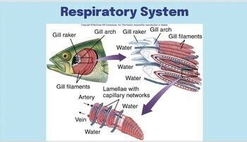 Image result for Perch Fish Dissection