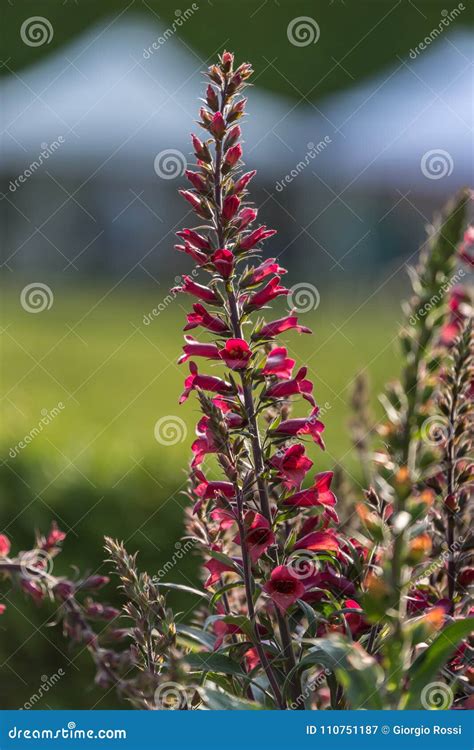 Digitalis Purpurea Flower -Purple Foxglove- in Bloom, Scrophulariaceae Family Stock Image ...