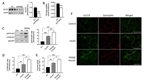 Exercise Training-Induced PPARβ Increases PGC-1α Protein Stability and ...