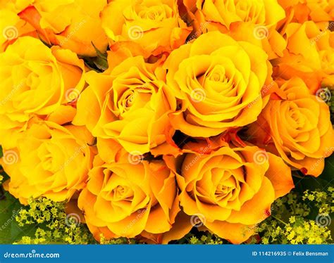 Bouquet of Yellow Color Roses Stock Image - Image of austria, color ...