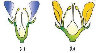 NEET Previous Year Questions(2016-25): Morphology of Flowering Plants ...