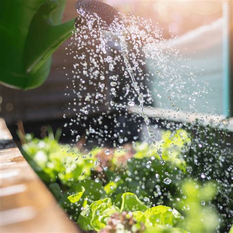 Mastering The Water Requirements Of Lettuce For A Crisp Harvest