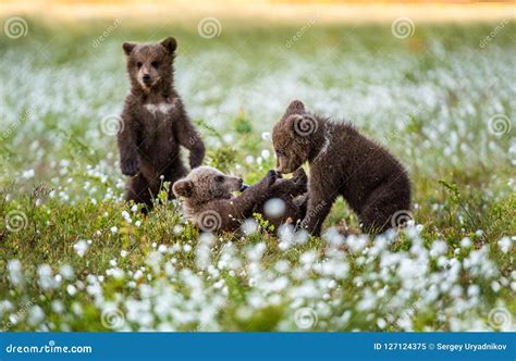 Brown Bear Cubs Playing in the Forest. Bear Cub Stands on Its Hind Legs ...