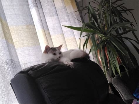 Middle Split Tutorial 的图像结果