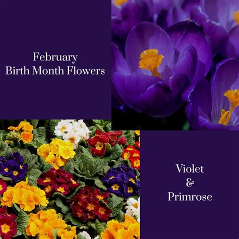 February Birth Flower