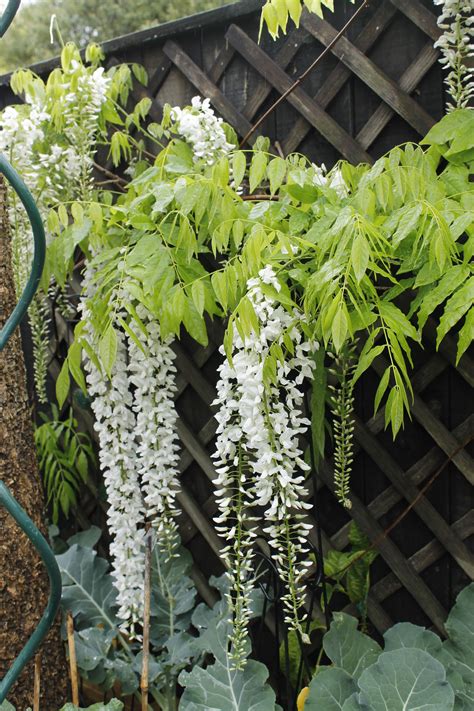 white wisteria Oct 15 White Wisteria, Oct, Garden, Plants, Garten, Lawn ...