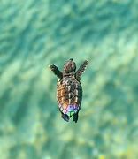 Image result for Cute Baby Turtles