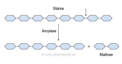 Bildergebnis für amylase