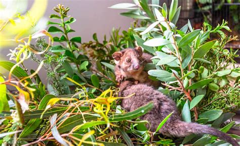 Australian Ringtail Possum