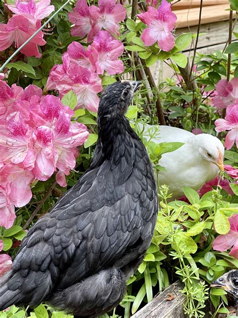 Spring Chickens 11 的图像结果