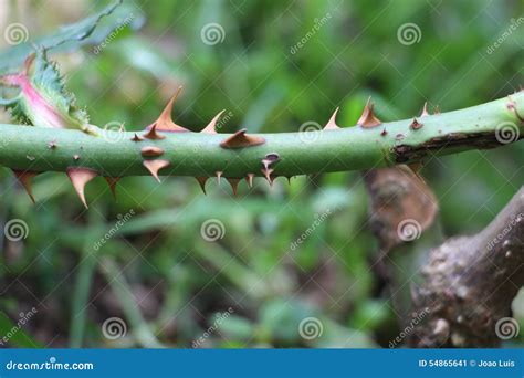 Thorns on a rose bush stock image. Image of outgrowths - 54865641
