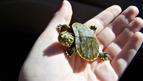 Image result for Turtle Shell Backpack for Custom Use