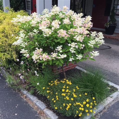 Quick Fire® Hydrangea Tree | The Sill