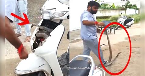 trending today dangerous king cobra came out by scooty before start ...