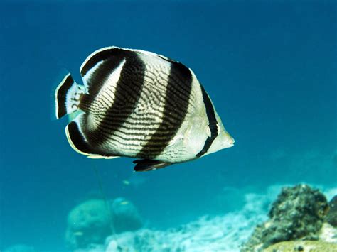 Image result for butterfly fish