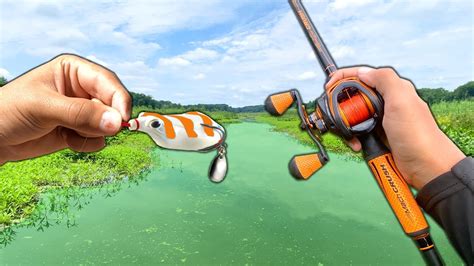 Swamp Fish 的图像结果