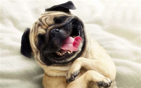Download Laughing Pug Funny Dog Wallpaper | Wallpapers.com