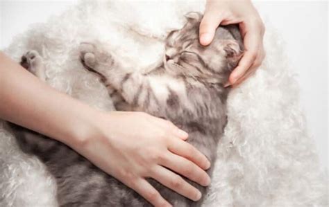 Image result for Cat Affection