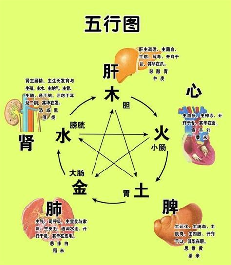 《黃帝內經》:五臟六腑各主 - 每日頭條