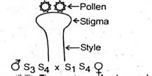 The above diagram refers the self-inompatibility. The genotypes of ...