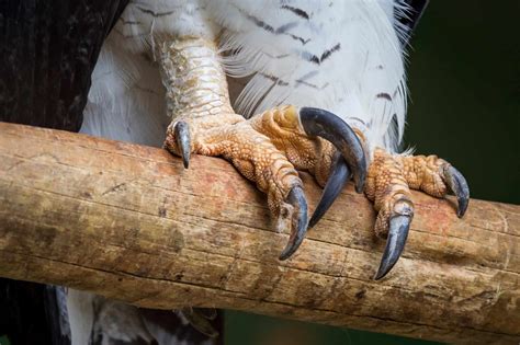 Harpy Eagle Talons: Everything You Need to Know