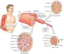 Lecture on Skeletal Muscle Tissue - Assignment Point