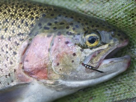 Stardew valley rainbow trout - referencejord
