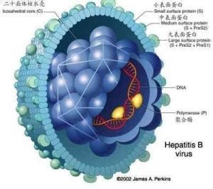 究竟什么原因导致乙肝病毒（HBV）再激活？ - 知乎