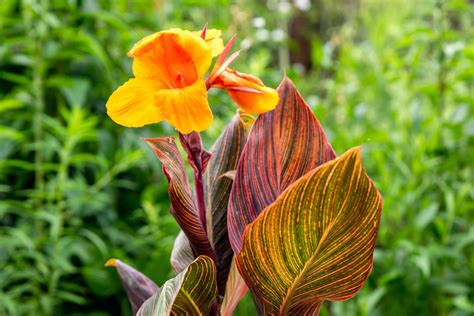 Garden Canna