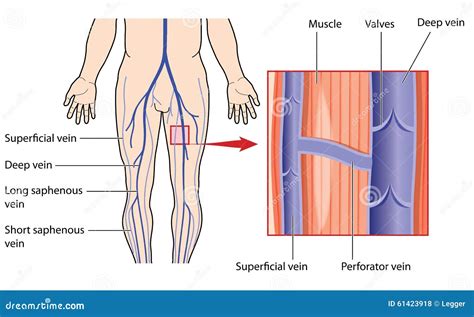 Deep And Superficial Leg Veins Vector Illustration | CartoonDealer.com ...