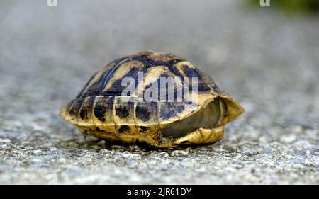 Image result for Empty Tortoise Shell