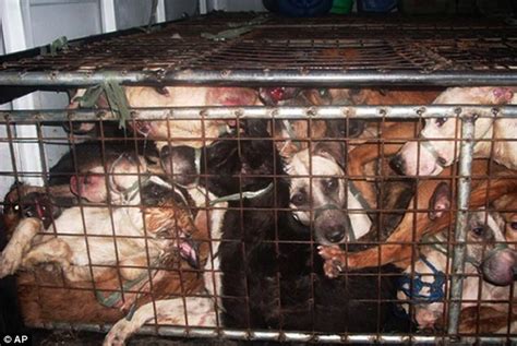 Image result for Dogs Getting Slaughtered